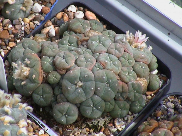 Lophophora williamsii v.caespitosa