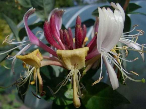 Lonicera periclymenum flower