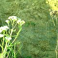 mieszkanie pająka #łąka #makro #natur #natura #owady #zielone