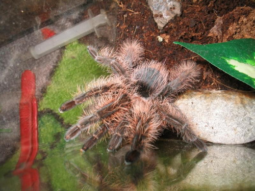 B.Albopilosum L9