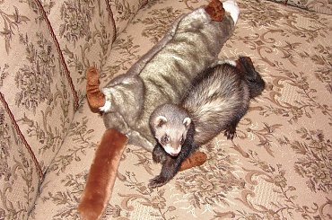 #tchórz #tchórzofretka #fretka