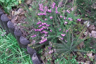 #ferie #klimat #kwiaty #natura #przyroda #rośliny #styczeń #wiosna #zima