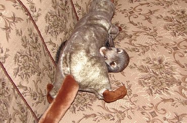 #tchórz #tchórzofretka #fretka