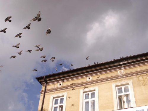 Gołębie w Wadowicach - oceniajcie #KONKURS