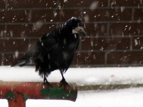 Gawron któremu napadało na głowę podczas pierwszych wiekszych opadów w styczniu 2007. #PtakGawronŚniegZima