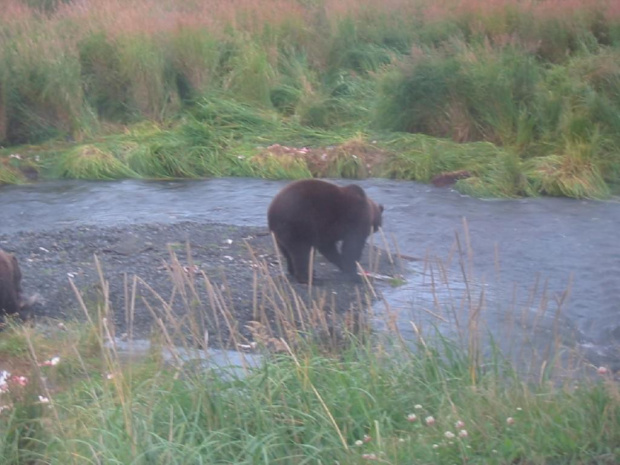 #Alaska #zwierzęta #niedźwiedzie