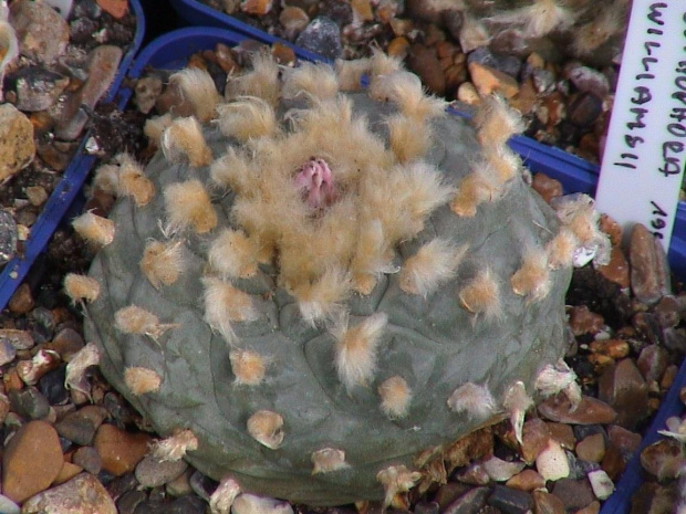 Lophophora williamsii