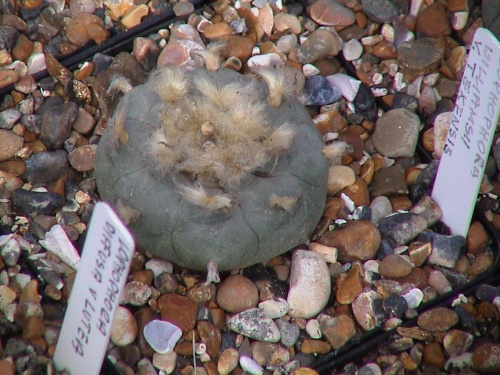 Lophophora williamsii var. texensis