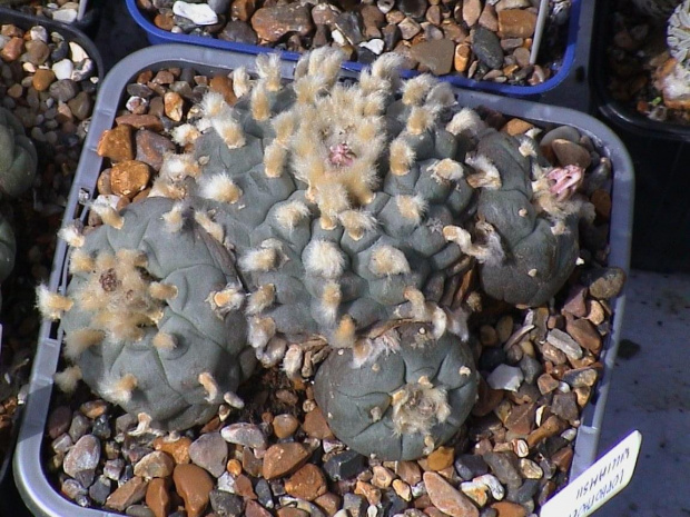 Lophophora williamsii