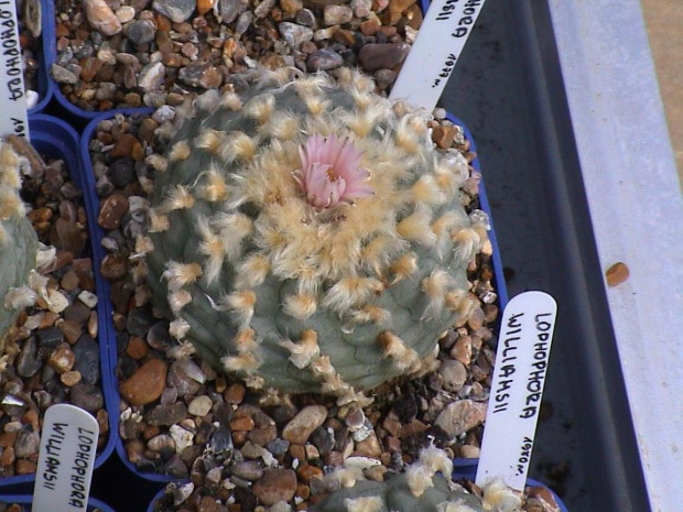 Lophophora williamsii