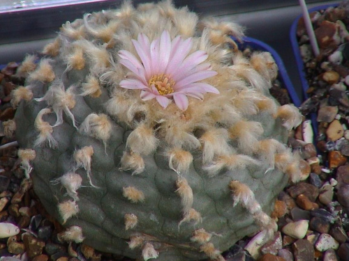 Lophophora williamsii