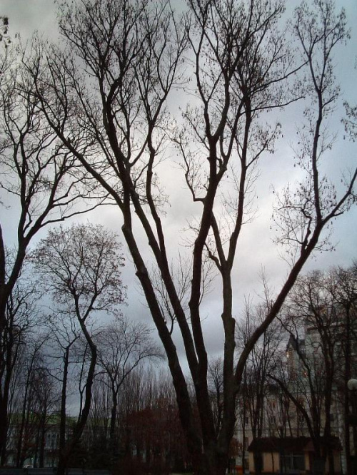 #Kijów #drzewa #jesień #światło
