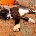pojadł ,, popił,, poszalał z myszką od dedi,, dopieszczony śpi #kot #kotek #domownik