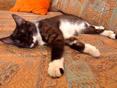 pojadł ,, popił,, poszalał z myszką od dedi,, dopieszczony śpi #kot #kotek #domownik