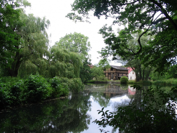 Ogród botaniczny #Gdańsk #Oliwa #ParkOliwski #KatedraOliwska