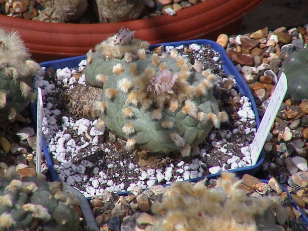 Lophophora Williamsii