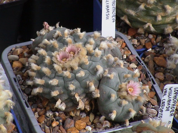 Lophophora Williamsii