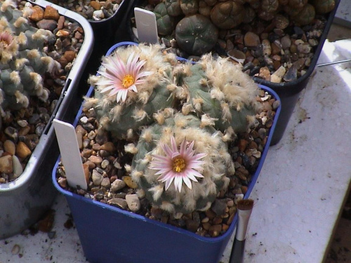 Lophophora diffusa v. koehresii