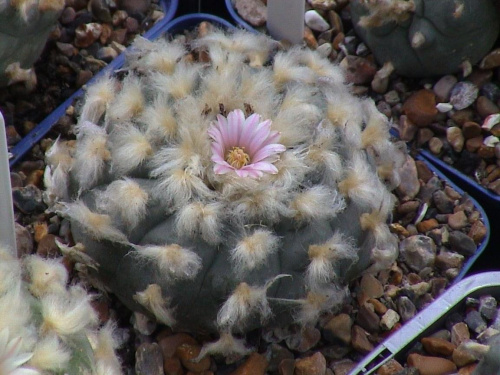 Lophophora williamsii El Huizache