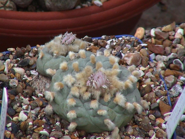 Lophophora Williamsii