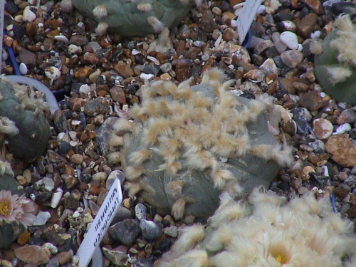 Lophophora Williamsii