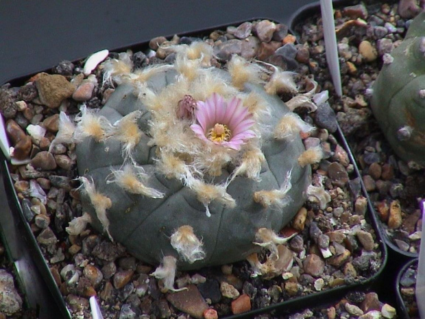 Lophophora Williamsii v texansis