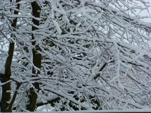 #zima #przyroda #natura #drzewa #śnieg