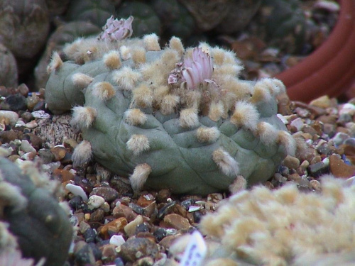 Lophophora Williamsii