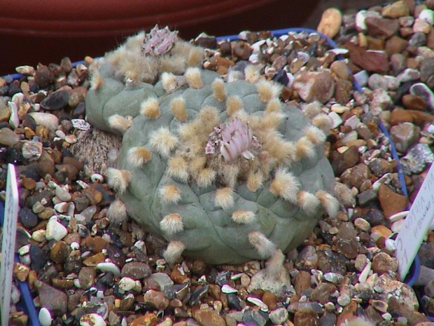 Lophophora Williamsii