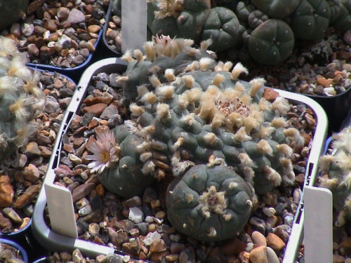 Lophophora Williamsii