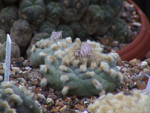 Lophophora Williamsii