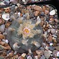 Lophophora Williamsii #LophophoraWil