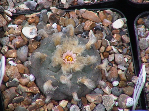 Lophophora Williamsii #LophophoraWil