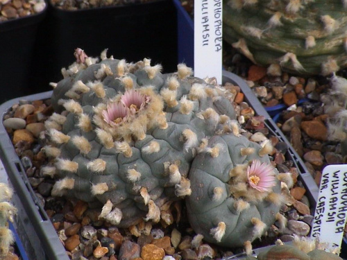 Lophophora Williamsii