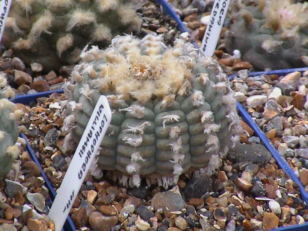 Lophophora Williamsii