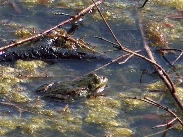 Kórnik 2006