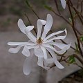 Magnolia