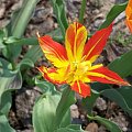 tulipan, ale nie znam nazwy :]