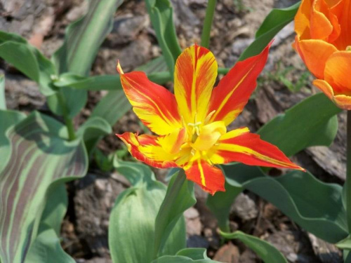 tulipan, ale nie znam nazwy :]