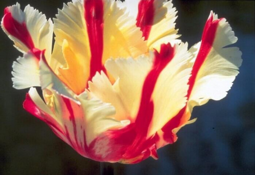 #kwiat #TulipanPapuzi