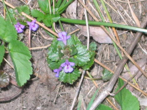 13.04.2005 - ROŚLINKI