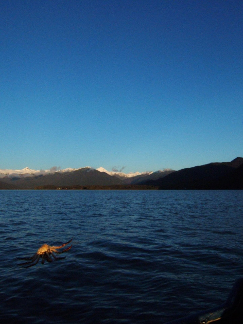 #kraby #KrabyKrólewskie #alaska #skorupiaki #KrabyStalina #rosja #krab