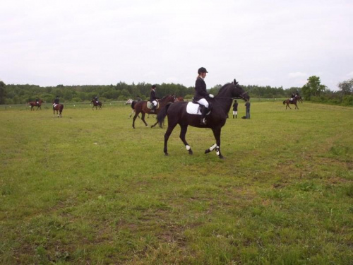 Galop kozienice - białystok -piekny kary:D