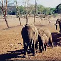 Słonie idą do wodopoju. Widok z baru Lodge Salt Lick w Tsavo East. Wieczorm słoni było ponad 200 ! #Safari #Kenia #słonie #Afryka