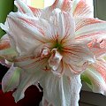 Hippeastrum Double Stripped