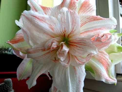 Hippeastrum Double Stripped