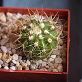 Melocactus sp. HU 532 #Melocactusy #Kaktusy #Melokaktusy #Melocacti