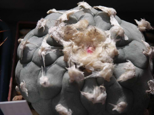 LOPHOPHORA williamsii #Lophophora #Kaktusy