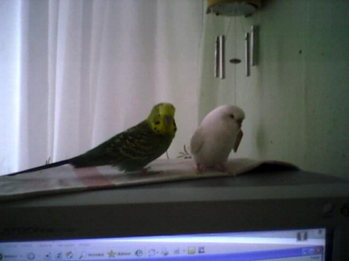 Zazu i Tonia