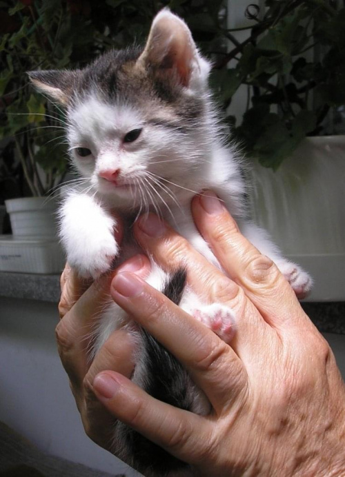 ...:::Koci przyjaciel DLA CIEBIE!!! do wzięcia:::... W dobre i kochające ręce oddam biało-szarosrebrystoczarne:) dwumiesięczne kotki płci obojga (osobno lub w komplecie) oraz miesięczną czarną koteczkę. Kotki są zdrowe i przejawiają dużą ochotę do zaba...